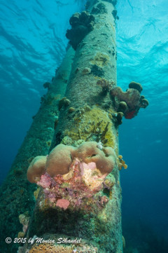 Looking up - Let’s not forget to look up from time to time while diving.