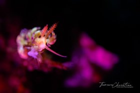 © Tamara Christian, All Rights Reserved