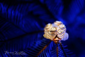 © Tamara Christian, All Rights Reserved