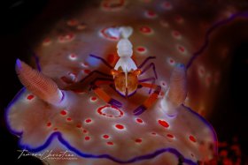 © Tamara Christian, All Rights Reserved