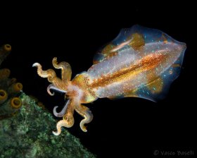 Caribbean Reef Squid at Night