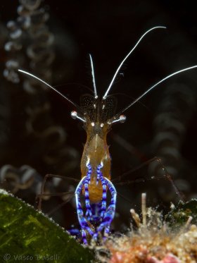 Cleaner Shrimp