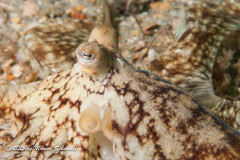 Octo Blanket - This octo was all spread out and looks like an octo blanket to me.