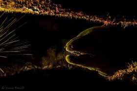 © Vasco Baselli - All Rights Reserved