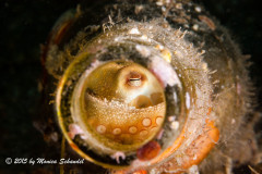 Octo in a Bottle: My favorite underwater creatures are octopus. This tiny octo in a bottle was a favorite.