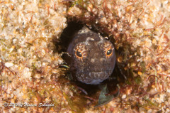 Peek-a-boo - There was a time all I wanted was to see a sailfin blenny, so it is amazing to see them often on shore dives in Lauderdale-by-the-Sea.