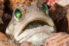 Proud Papa - These jawfish eggs are almost ready to release as you can see they eyes on the little one. This is one proud papa.
