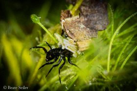 © Beate Seiler - All Rights Reserved