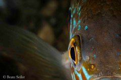 © Beate Seiler - All Rights Reserved