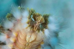 © Beate Seiler - All Rights Reserved