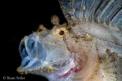 © Beate Seiler - All Rights Reserved