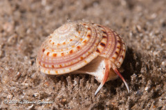Shelly - The gracefulness of the living shells is a beautiful thing.