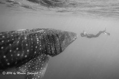 The photographer and his subject - Shot in Isla Mujeres, this image captures both the size of the animal in relation to the diver and the focus of the photographer on his subject