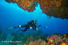 Through the Cut - Looking through the cut in the reef, the diver is framed by the corals above and below.
