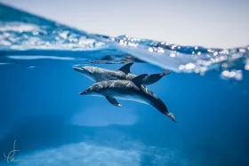 porpoise-palsHPjune-2256712