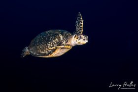 Hawksbill Sea Turtle