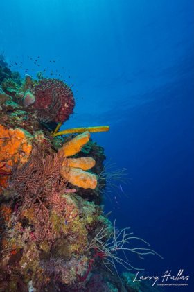 Half Moon Caye Wall