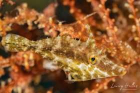 Juvenile Filefish