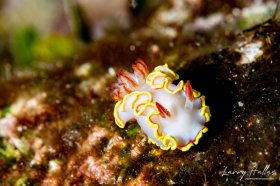 Red Tipped Sea Goddess