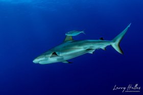 Reef Shark Blue Runner