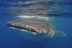 Whale shark, Rhincodon typus, Isla Mujeres, Mexico