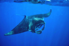 Manta ray, Manta birostri,s Isla Mujeres, Mexico