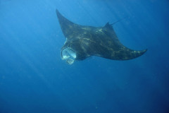 Manta ray, Manta birostri,s Isla Mujeres, Mexico