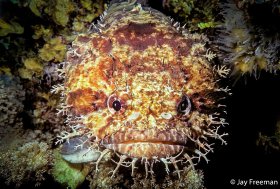 Face portrait of Large Eye Toadfish (Batrachoides gilberti), Cozumel, Mexico
