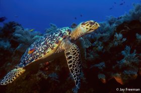 Young Hawksbill Turtle (Eretmochelys imbricata) over reef with a Spanish Hogfish (Bodianus rufus), Cozumel, Mexico