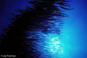 Silhouetted school of Chevron Barracuda (Sphyraena putnamae) with diver, Sipadan Island, Malaysia