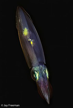 Vertical diagonal macro detail of a juvenile Arrow Squid (Doryteuthis plei), Flower Garden Banks, TX