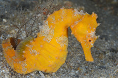 Lined seahorse, Hippocampus erectus, Lake Worth Lagoon, Riviera Beach, FL