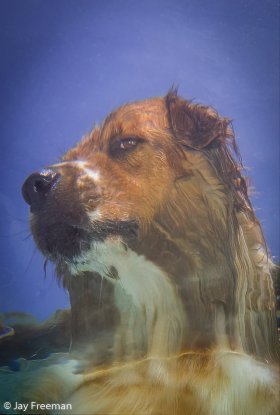 Shot of dog from bottom of pool, Carrollton, TX