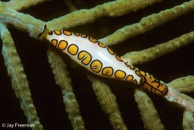 Flamingo Tongue Snail (Cyphoma gibbosum) on a Wide-Mesh Sea Fan (Gorgonia mariae), Roatan, Honduras