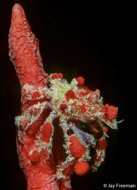 Cryptic Teardrop Crab (Pelia mutica) on red Erect Rope Sponge (Amphimedon compressa), Roatan, Honduras