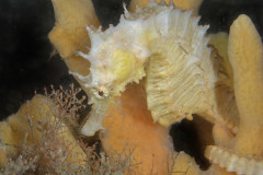 Lined seahorse Hippocampus erectus, Lake Worth Lagoon, Riviera Beach, FL