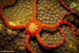 Ruby Brittle Star (Ophioderma rubicundum) with yellow spots on tan Star Coral, Turks & Caicos, BWI