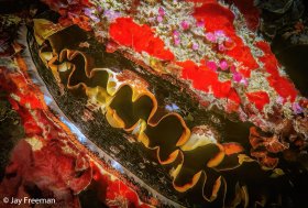 Variable Thorny Oyster (Spondylus varius) with exposed mantle, Sipadan Island Malaysia