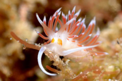 Nudibranch Cratena cf peregrina, Lake Worth Lagoon, Riviera Beach, FL