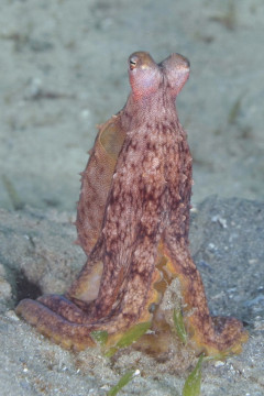 Atlantic longarm octopus,Octopus Defillippi, Lake Worth Lagoon, Riviera Beach, FL