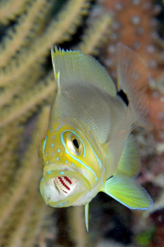 Hamlet, Key Largo FL