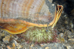 Cameo Helmet Cassis madagascariensis spinella at night Feeding on Variegated Sea Urchin Lytechinus variegatus in Lake Worth Lagoon, Riviera Beach, FL
