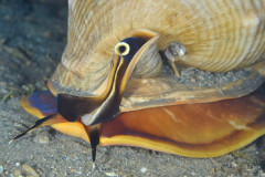 Cameo Helmet Cassis madagascariensis spinella at night in Lake Worth Lagoon, Riviera Beach, FL