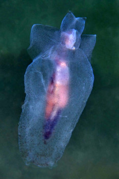 Sea Angel (Pneumoderma violaceum) drifting in current, in Lake Worth Lagoon, Riviera Beach, FL