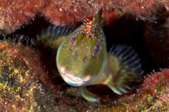Molly Miller Blenny, Scartella cristata, Lake Worth Lagoon, Riviera Beach, FL