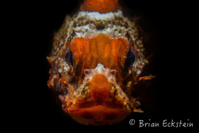 Spotted Scorpionfish, Blue Heron Bridge