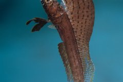 Sailfin Blenny Bonaire