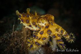 Blue-Ringed Octopus, Tulambeh