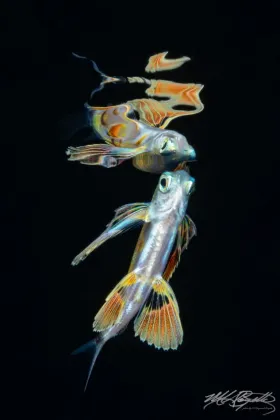 Flying Fish Reflection