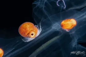 Paper Nautilus on Salp